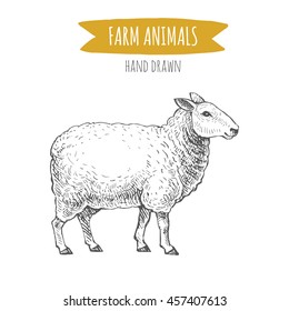 Vector illustration of hand drawn sheep, isolated on white background. Farm animals collection.