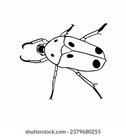 Vector illustration hand drawn silhouette of a beetle, line art