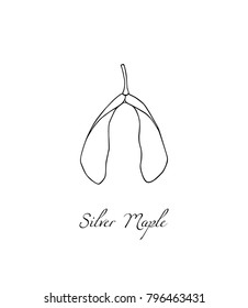 Vector illustration of hand drawn silver maple seeds. Ink drawing, graphic style. beautiful logo template