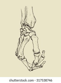 Vector Illustration Of Hand Drawn Hand Skeleton. Anatomical Or Medical Illustration. Halloween Design Element.