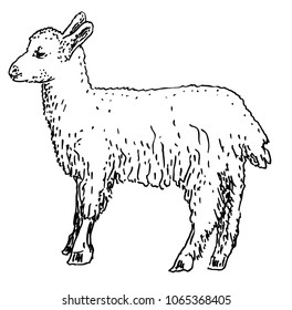 Vector illustration, hand drawn sketch of a cute little lamb, isolated on white background
