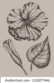 Vector illustration of hand drawn sketch set of tropical flowers and leaf. Floral background. Retro, vintage. 