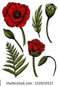 Vector illustration of hand drawn sketch colorful poppy and leaves. Vintage and retro background. Elegant floral element for design. Invitations, greeting cards, decoration for bags, t-shirt, cover.