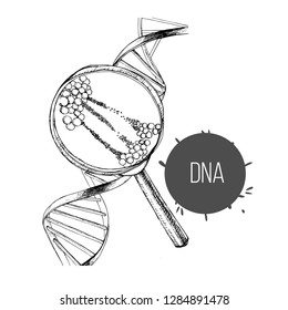 Vector illustration of hand drawn sketch the structure of DNA under magnifier. Drawing genetic engineering.