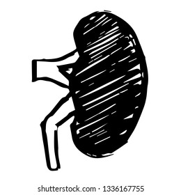 Vector Illustration of Hand Drawn Sketch of Kidney Icon on Isolated Background