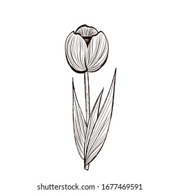 Vector illustration of hand drawn sketch of tulip  flower. Black line-art graphic isolated at  white background.