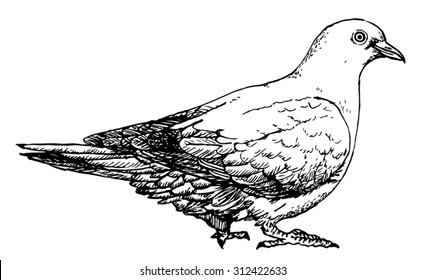 Vector Illustration. Hand Drawn Sketch Of A Pigeon