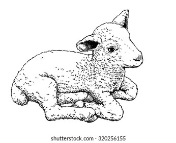 Vector illustration, hand drawn sketch of a cute little lamb, isolated on white background