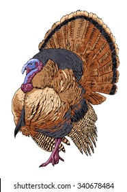 Vector illustration. Hand drawn sketch of a turkey with colors, isolated on white background  