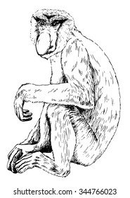 Vector illustration. Hand drawn sketch of a proboscis monkey (Nasalis larvatus) or long nosed monkey
