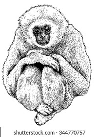 Vector illustration. Hand drawn sketch of a gibbon 