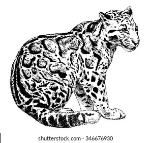 Vector illustration. Hand drawn sketch of clouded leopard, isolated on white background