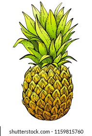 35,026 Hand drawn pineapple Images, Stock Photos & Vectors | Shutterstock