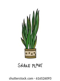 Vector illustration of hand drawn snake plant in a pot. Beautiful floral design elements.