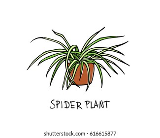 Vector illustration of hand drawn spider plant in a pot. Beautiful floral design elements.