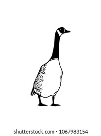 Vector illustration of hand drawn standing wild goose. Beautiful animal design elements, ink drawing.