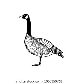 Vector illustration of hand drawn standing wild goose. Beautiful animal design elements, ink drawing.