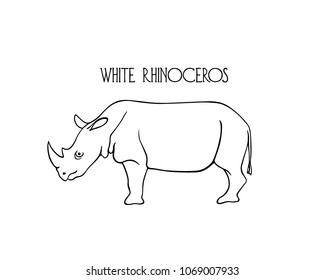Vector illustration of hand drawn standing white rhinoceros. Beautiful animal design elements, ink drawing.