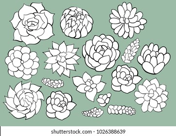 Vector Illustration of hand drawn succulent plants. Graphic set with elements for design, cards, invitations