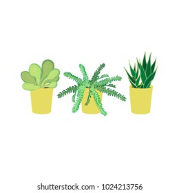 Vector illustration. Hand drawn succulents. Home plant in pot