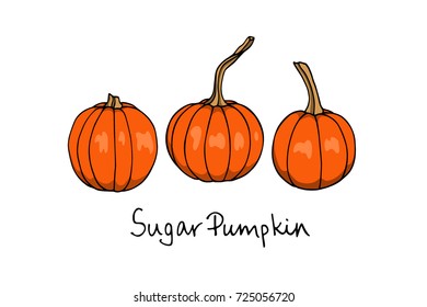 Vector illustration of hand drawn sugar pumpkins. Ink drawing, beautiful vegetarian design elements.