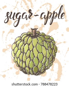 Vector illustration, hand drawn sugar-apple with inscription on watercolor sprays