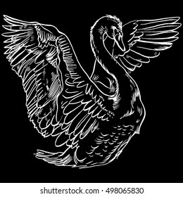 Vector illustration with hand drawn Swan