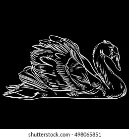 Vector illustration with hand drawn Swan