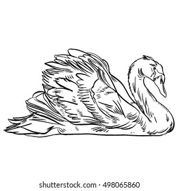 Vector illustration with hand drawn Swan