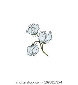 Vector illustration of hand drawn sweet pea twig. Ink drawing, graphic style, beautiful floral design element