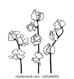 Vector illustration of hand drawn sweet pea twig. Ink drawing, graphic style, beautiful floral design element