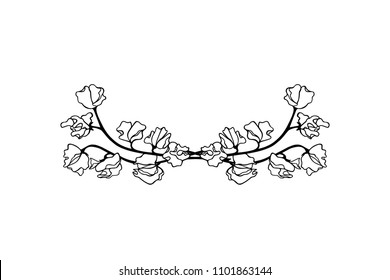 Vector illustration of hand drawn sweet pea laurel. Ink drawing, graphic style, beautiful floral design element
