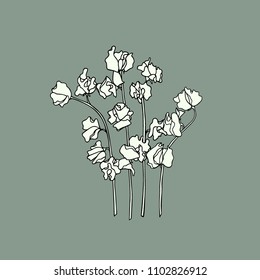 Vector illustration of hand drawn sweet pea twig. Ink drawing, graphic style, beautiful floral design element