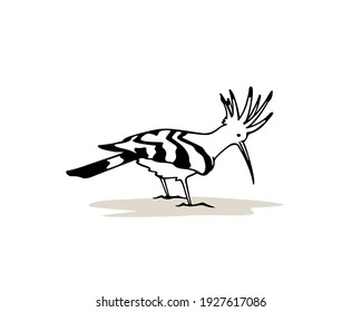 Ilustración vectorial del dulce Hoopoe dibujado a mano. Dibujo de tinta, estilo gráfico. Bellos elementos de diseño animal.