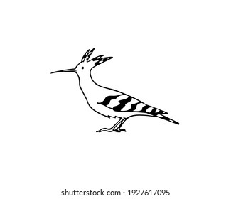 Vector illustration of hand drawn sweet Hoopoe. Ink drawing, graphic style. Beautiful animal design elements.