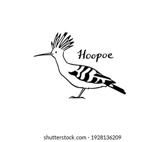 Vector illustration of hand drawn sweet Hoopoe. Ink drawing, graphic style. Beautiful animal design elements.