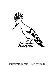 Ilustración vectorial del dulce Hoopoe dibujado a mano. Dibujo de tinta, estilo gráfico. Bellos elementos de diseño animal.
