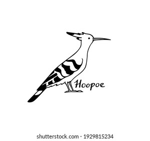 Vector illustration of hand drawn sweet Hoopoe. Ink drawing, graphic style. Beautiful animal design elements.