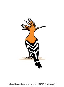 Vector illustration of hand drawn sweet Hoopoe. Ink drawing, graphic style. Beautiful animal design elements.