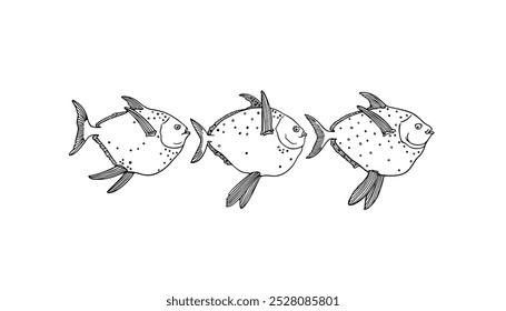 Vector illustration of hand drawn three moonfishes in a row made with ink. Beautiful drawing, graphic style. Perfect print for any business related to the fish industry.