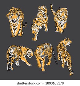 Vector illustration of a hand drawn tigers set