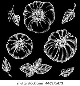 Vector illustration - hand drawn tomatoes and basil, set with different unique shapes. Illustration for recipe, menu, apparel, textile. Isolated on white background.

