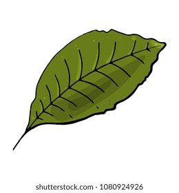Vector illustration. Hand drawn. Tropical palm leaf isolated on white background. 