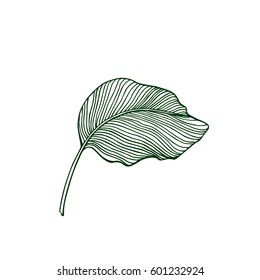 Vector illustration of hand drawn tropical leaf. Graceful plant. Beautiful ink drawing.