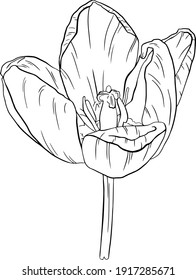 Vektorgrafik handgezeichneter Tulpenblumen. Einzelbildelement