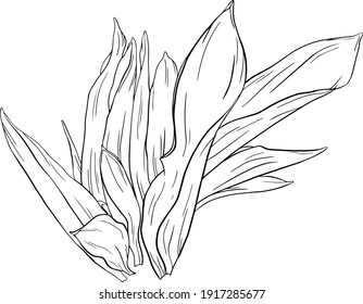 Vector illustration of hand drawn tulip flowers. Isolated illustration element