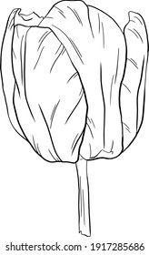 Ilustración vectorial de las flores de tulipán dibujadas a mano. Elemento de ilustración aislado