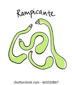 Vector illustration of hand drawn twisted Rampicante zucchini. Cool vegetable print, beautiful design elements