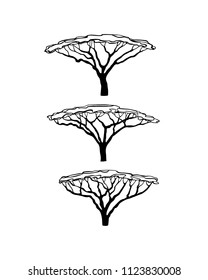 Vector illustration of  hand drawn Umbrella Thorn Acacias. Beautiful design elements, ink drawing, logo template