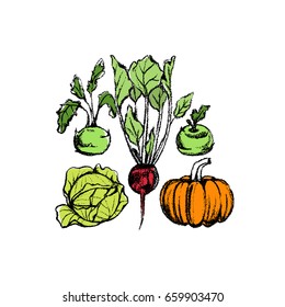 Vector illustration of hand drawn vegetables. Vegetarian, healthy food illustration. Beautiful design elements, charcoal drawing